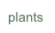 plants